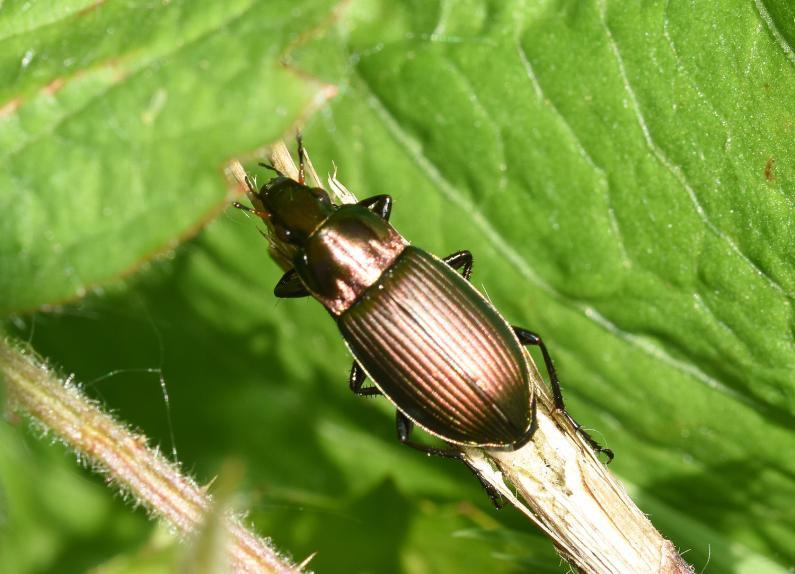 The Copper Greenclock Beetle (Poecilus cupreus) is relatively small at 11 - 13 millimetres long, and has a coppery-green appearance.