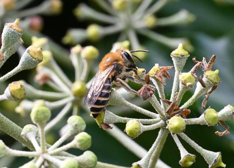 The Ivy Bee is a mining bee, meaning that it is ground-nesting. They tend to be solitary, building underground nests.