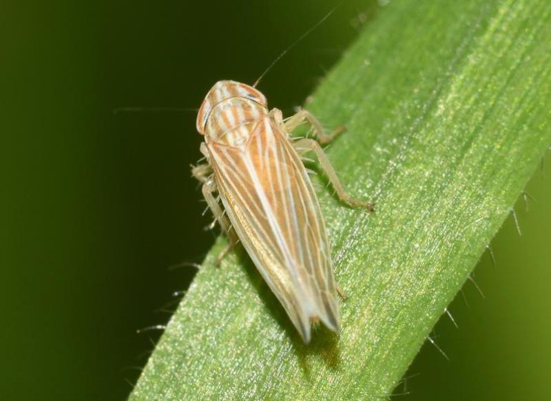 This species of planthopper is found in grass habitats in southern Britain between June and November.