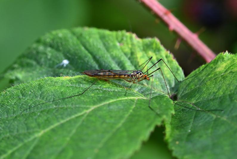 This cranefly has dark wing markings, alternating yellow and black bands on the abdomen and distinctive yellow and black markings on its head and thorax, with its head having a pronounced orange colour.