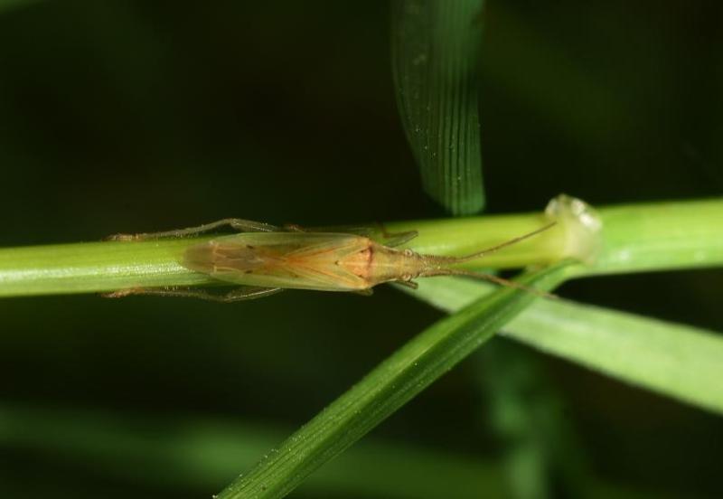The Stenodema capsid bugs have elongated bodies well adapted to grasses where they live out their lives low down and largely out of sight.