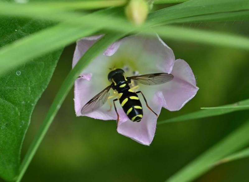These hoverflies have black bodies with dazzling, day-glow yellow markings and an unusual pair of yellow stripes.