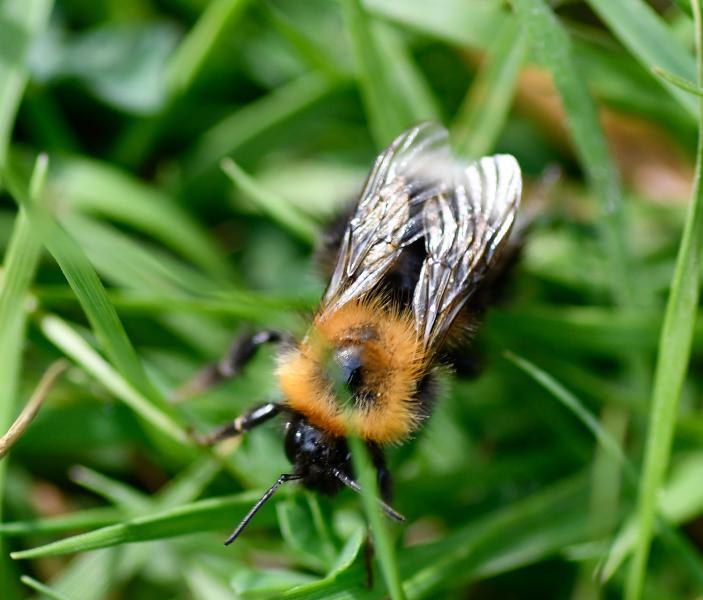 The Tree Bumblebee was first found in the UK in 2001. They probably arrived from Europe and spread quickly.