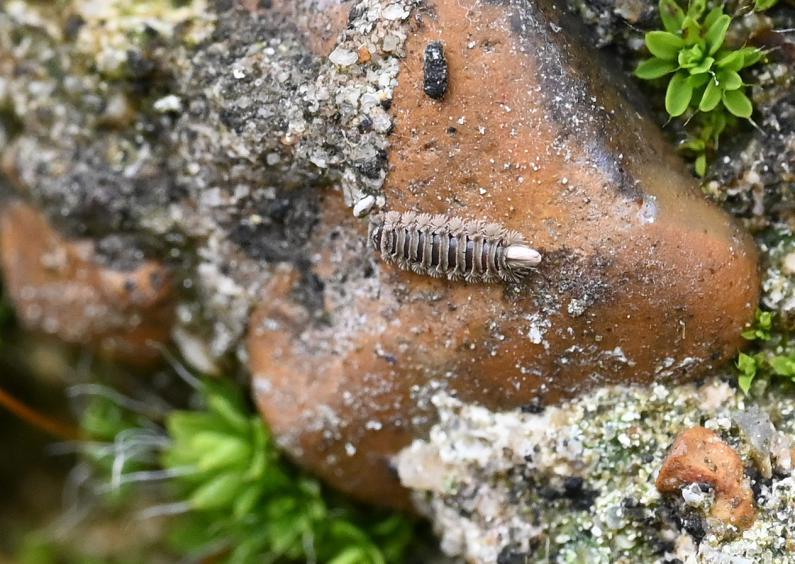 Polyxenus lagurus is found in many areas of Europe, usually on old walls that offer small hiding places.