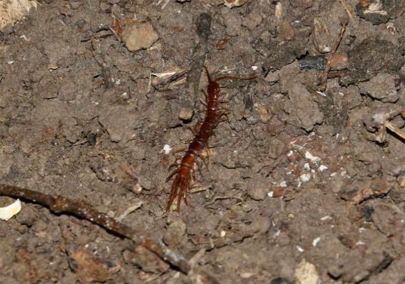When disturbed the Common or Brown Centipede runs rapidly for cover.