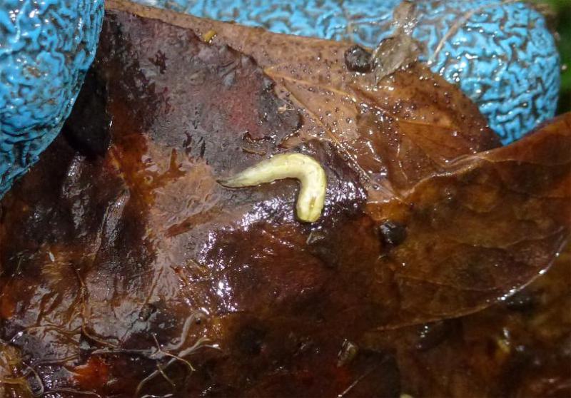 This yellow or greyish-brown species, the Shelled Slug, has a pale foot fringe and sole.  It feeds principally on earthworms.