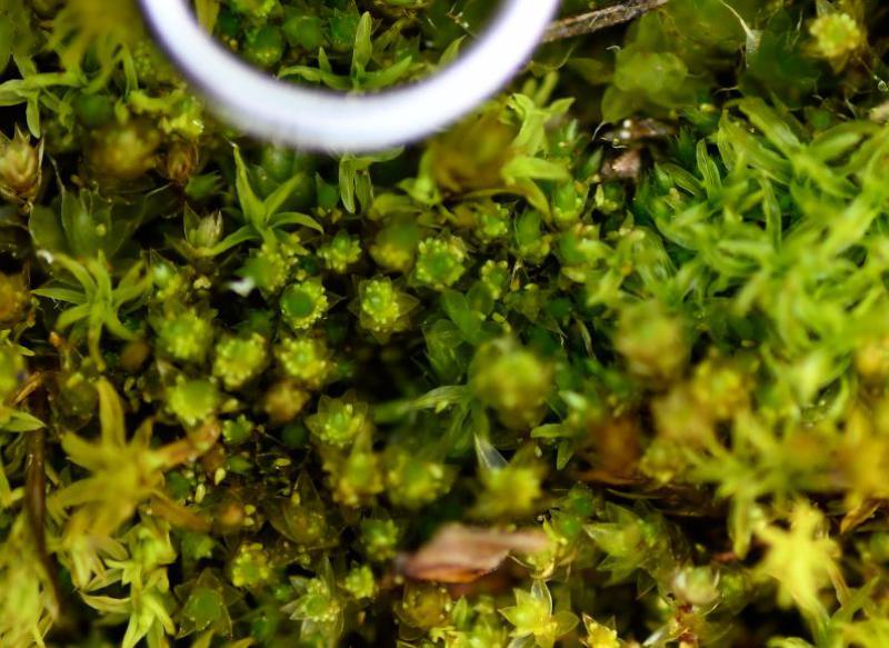 Bicoloured Bryum with groups of tiny bulbils just visible in several places, forming circles around the central axil.