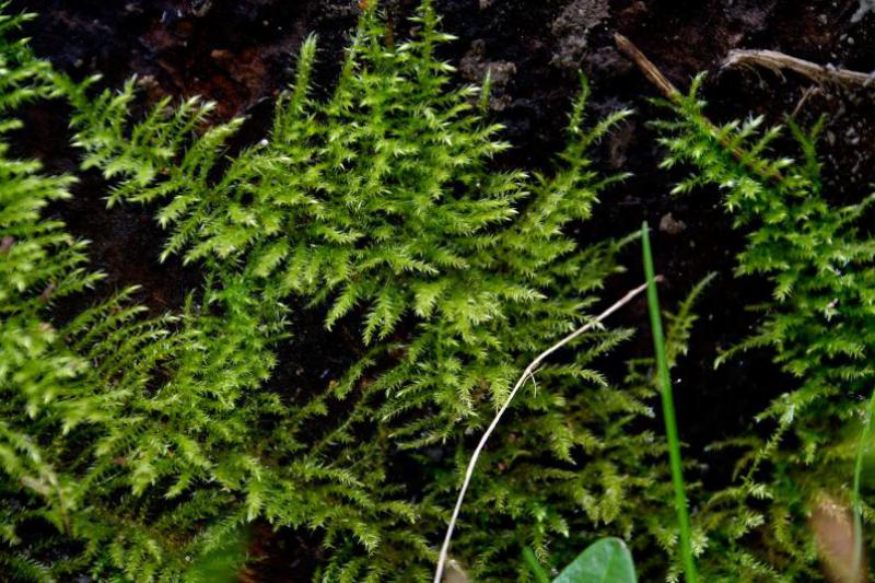 Common Feather-moss is found on banks, in turf, in woodland and on logs.