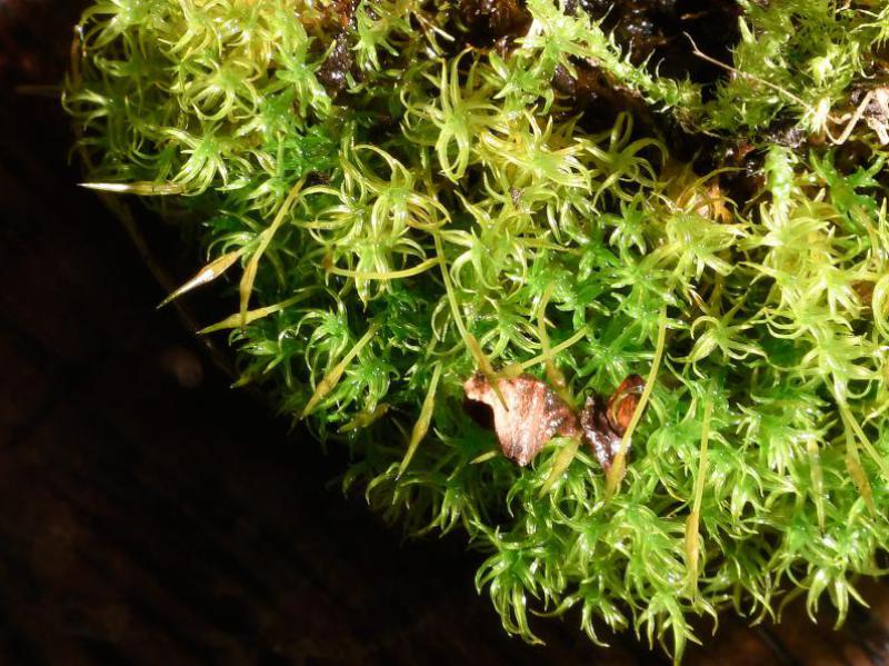 Viewed from above the shoots of the upper leaves of Cylindric Beard-moss appear spiralled.
