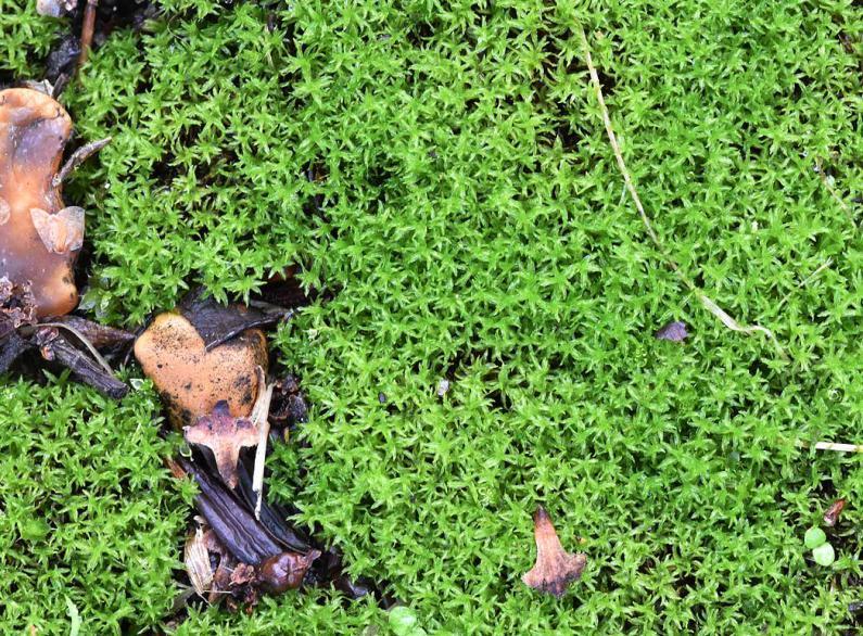 The bright yellow-green cushions of Lesser Bird's-claw Beard-moss are found in shady, often disturbed, places.