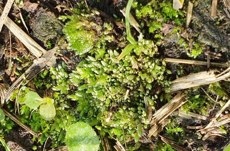 Silver-moss is silver-green or whitish-green when dry and grows on bare earth in Heene Cemetery.