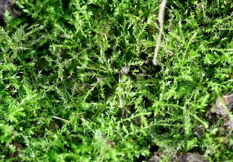 This moss grows on base-rich soil, bare or turf, in a range of habitats, with a preference for moist conditions.