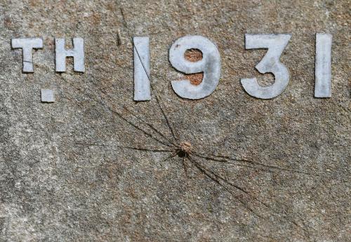 Compared to other harvestman arachnids, this species has elongated pedipalps that appear forked.