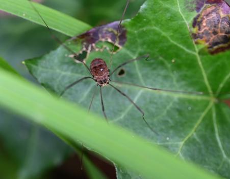 Leiobunum rotundum is a small harvestman with a round body with no obvious separation between head and abdomen.