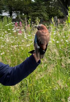  Jays cache acorns, assisting in the spread of oak forests.