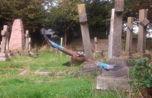 Jay's are notoriously shy, avoiding human contact whenever possible.