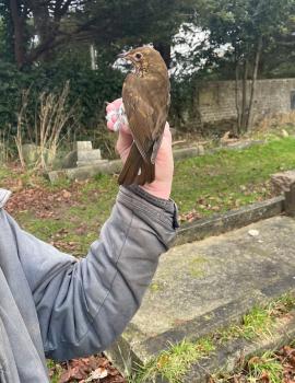 The Song Thrush is one of our best songsters and has a characteristic habit of repeating phrases.
