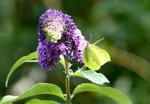 Males Brimstones are a bright yellow colour, whereas females are a paler, greenish white.