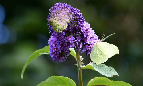 Amongst British butterflies, the Brimstone has a unique outline, with hooked forewing tips lending them a scalloped shape.
