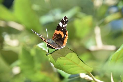 Some Red Admirals overwinter, but most are immigrants from southern Europe and North Africa.