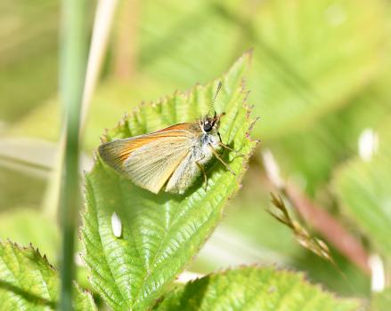The undersides of the tips of the antennae are orange-brown, distinguishing it from the black antennae of the Essex Skipper