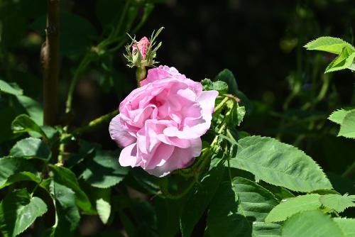 This pink, semi-double flowered rose was first hybridized in 1823.