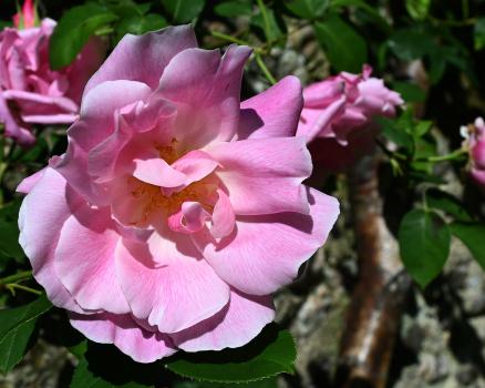This pink, semi-double flowered rose was first hybridized in 1823.