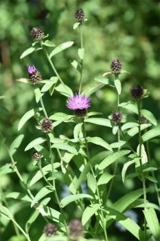 Black Knapweed can be used for wounds, bruises and sores, and a decoction is also used for catarrh.
