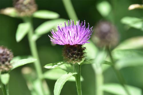 Common or Black Knapweed is a native species that was introduced into the cemetery.
