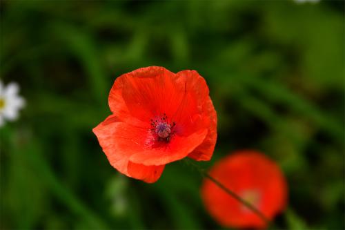 Our wild annual poppy flowers from June.  The seeds survive a long time in the soil, germinating when the soil is disturbed.