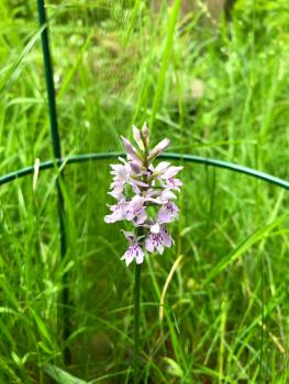 The Common Spotted Orchid is one of our most common native wild orchids.