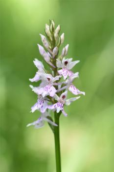  Orchis in Greek mythology was turned into a flower by the Bacchanalians because he insulted a priestess of Bacchus.