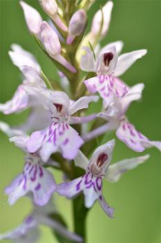  Orchis was the son of a Satyr, and the flower became food for the Satyrs, exciting them to excesses.