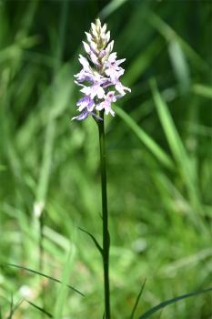 Orchids consist of a huge family of perennials which features unusually bilaterally symmetric flowers.