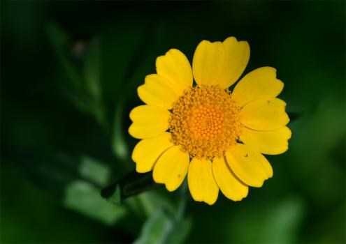 This long-established plant is now very rare in the countryside because of agricultural herbicides used in cornfields.