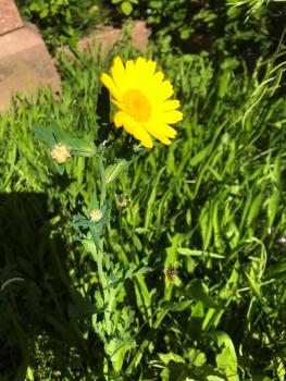 The daisy-like bright yellow flowers of Corn Marigolds appear from June.