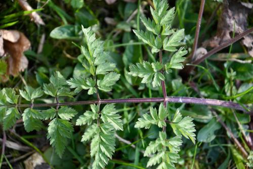 The leaves of Cow Parsley are fern-like, divided, long and triangular. It flowers from April to June.