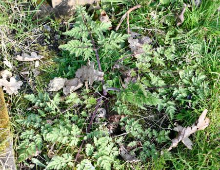 Cow Parsley grows quickly and is often seen on roadside verges. Its rapid seed production often makes it proliferate locally.
