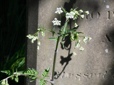 Cow Parsley is a robust herbaceous biennial whose stems branch into umbels of delicate white or cream flowers.