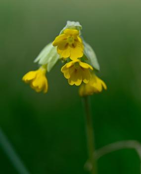 The use of Cowslips against jaundice may be because of the yellow colour of its flowers rather than any effectiveness.