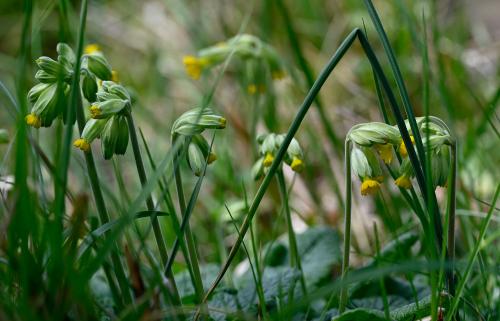 The young leaves of Cowslips may be added to salads and also used to stuff meat.