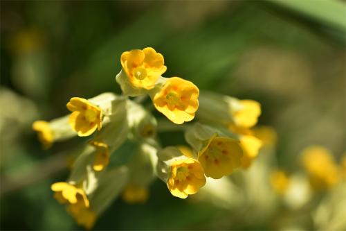 The use of Cowslips against jaundice may be because of the yellow colour of its flowers rather than any effectiveness.