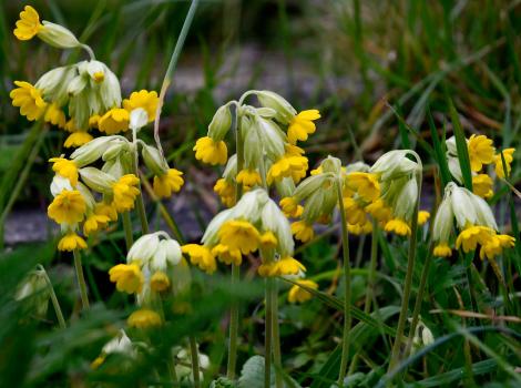 Flowering later than the primrose, the Cowslip is also a useful addition to the early season list of culinary ingredients.
