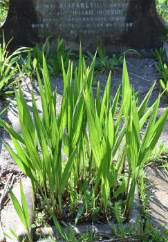 Crocosmia is one of the familiar Montbretia cultivars, flowering from late June.