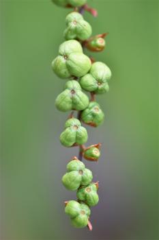 Crocosmia is one of the familiar Montbretia cultivars, flowering from late June.