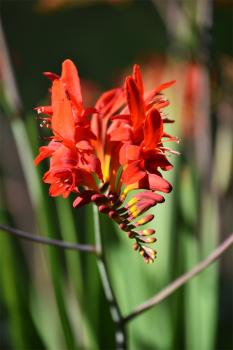 Montbretias are members of the Iris family. Iris was the Greek goddess who carried messages from Olympus to the Earth.