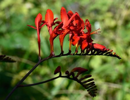 Montbretias are members of the Iris family. Iris was the Greek goddess who carried messages from Olympus to the Earth.
