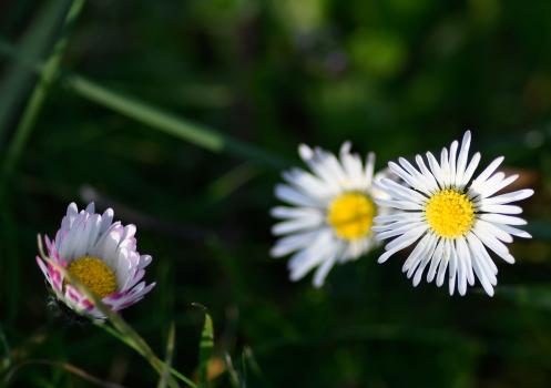 Our native daisy is ubiquitous and instantly recognisable.