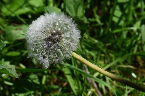 The number of puffs needed to blow the filaments from the dandelion clock is supposed to tell the time.