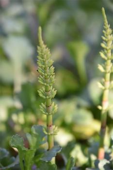 Like other horsetails, this non-flowering plant has deep roots that make it virtually impossible to dig it out entirely.